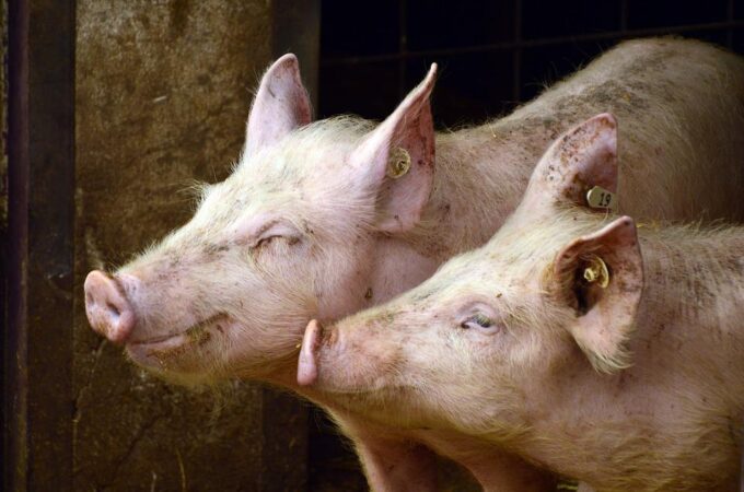 Eläinten arvottomuutta hyväksymässä – Miksi en halunnut enää jatkaa Tuotantoeläinten hyvinvoinnin neuvottelukunnan jäsenenä
