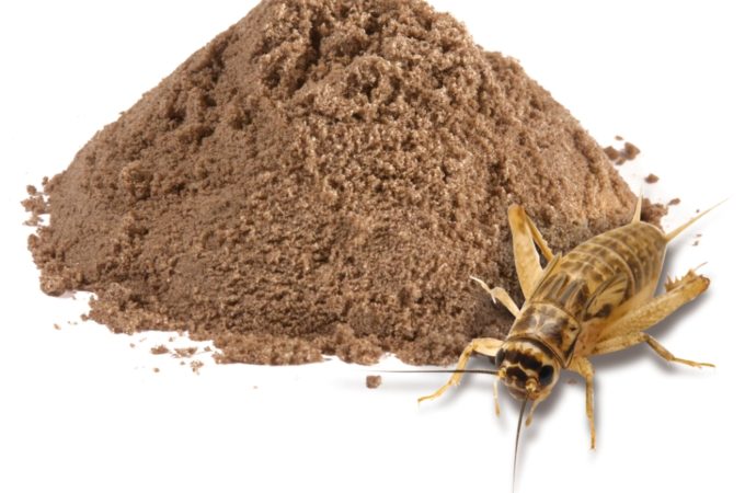 Philip Line: Did you know that sharks are scared of grasshoppers? ﻿
