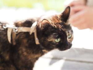 kissa valjaissa auringossa